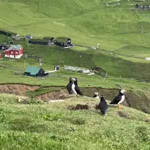 Discover Puffin Paradise in Mykines with Local Expert, Oda W. Andreasen