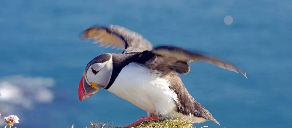 Skúvoy - Puffins, landscapes and history