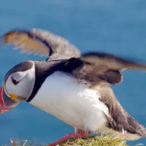 Skúvoy - Puffins, landscapes and history